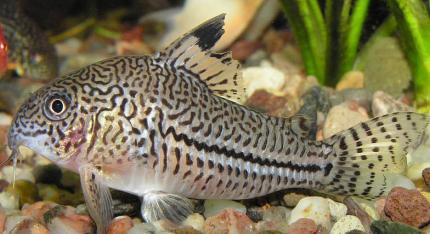 Сомик Коридорас Джули, Коридорас леопардовый трехлинейный (Corydoras julii) 2,5 - 3 см